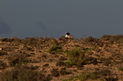 Tussen Costa calma en la Parred ligt er een ruige steppe, waar behalve  zandhoenders ook deze kraagtrappen voorkomen.
Er liep een zand/steenpad tussen, maar ik durfde het niet met onze huurauto avonturen. Dus het werd wandelen...de 3de keer had ik prijs en kon deze baltsende haan op een heuvelkam waarnemen, samen met 2 hennen.  "Mission accomplished :-)"