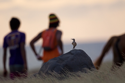 <i class='fa fa-user'></i>&nbsp;Bouke Atema&nbsp;|   Witbandleeuwerik&nbsp; <i class='fa fa-eye'>&nbsp;571</i> &nbsp;<i class='fa fa-thumbs-up'>&nbsp;4</i> &nbsp; <i class='fa fa-comment-o'>&nbsp;3</i>