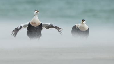 Eider met opstuivend zand. 
We hadden heel slecht weer op Helgoland, maar dat zorgde wel voor speciale beelden.