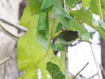 <i class='fa fa-user'></i>&nbsp;Paul van Giersbergen&nbsp;|   Bruinkapbrilvogel&nbsp; <i class='fa fa-eye'>&nbsp;210</i> &nbsp; <i class='fa fa-comment-o'>&nbsp;0</i>