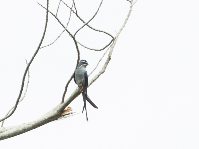 <i class='fa fa-user'></i>&nbsp;Paul van Giersbergen&nbsp;|   Witsnorboomgierzwaluw&nbsp; <i class='fa fa-eye'>&nbsp;290</i> &nbsp; <i class='fa fa-comment-o'>&nbsp;4</i>