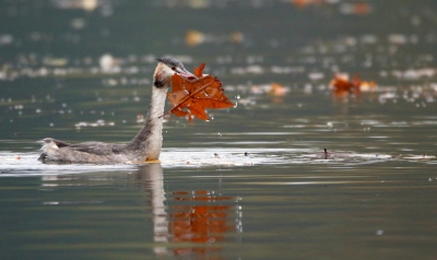 <i class='fa fa-user'></i>&nbsp;groenvogel57&nbsp;|   Fuut&nbsp; <i class='fa fa-eye'>&nbsp;212</i> &nbsp;<i class='fa fa-thumbs-up'>&nbsp;9</i> &nbsp; <i class='fa fa-comment-o'>&nbsp;15</i>