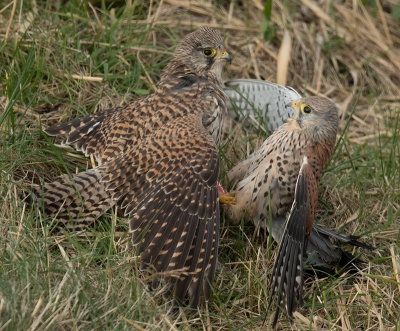 <i class='fa fa-user'></i>&nbsp;Wilfried Solarz&nbsp;|   Torenvalk&nbsp; <i class='fa fa-eye'>&nbsp;755</i> &nbsp;<i class='fa fa-thumbs-up'>&nbsp;9</i> &nbsp; <i class='fa fa-comment-o'>&nbsp;17</i>