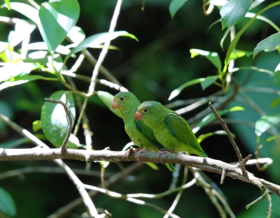 <i class='fa fa-user'></i>&nbsp;Theo Hendriks&nbsp;|   Kobaltvleugelparkiet&nbsp; <i class='fa fa-eye'>&nbsp;278</i> &nbsp; <i class='fa fa-comment-o'>&nbsp;1</i>