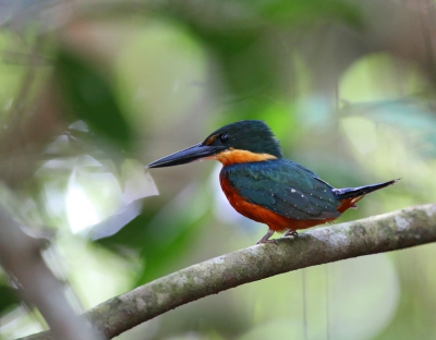 <i class='fa fa-user'></i>&nbsp;Theo Hendriks&nbsp;|   Groen-bruine IJsvogel&nbsp; <i class='fa fa-eye'>&nbsp;447</i> &nbsp; <i class='fa fa-comment-o'>&nbsp;3</i>