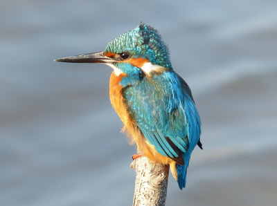 IJsvogel vlak voor de hut. Zon werkte goed mee, wind helaas iets minder.