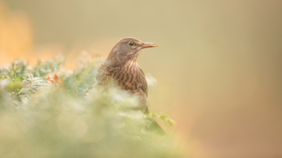 merel in zacht ochtendlicht, foto genomen in de tuin van uit een schuiltentje op een koude ochtend