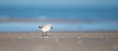 Na een lezing over o.a. drieteenstrandloper bij Pixperience 2015 werd ik nieuwsgierig naar dit vogeltje. Lopende over het strand in IJmuiden zag ik ze druk heen-en weer rennen. Wat een energie.