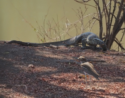 <i class='fa fa-user'></i>&nbsp;guido mwm&nbsp;|   Watergriel&nbsp; <i class='fa fa-eye'>&nbsp;398</i> &nbsp;<i class='fa fa-thumbs-up'>&nbsp;1</i> &nbsp; <i class='fa fa-comment-o'>&nbsp;17</i>