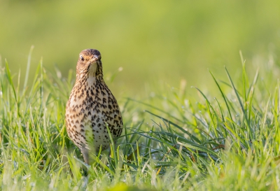 Op weg naar de vogel hut zag ik deze mooie Zanglijster.
Ik kon mij een beetje verstoppen en had een redelijk laag standpunt om te foto graferen.
De vogel kwam steeds dichterbij zo ongeveer 2 meter van mij vandaan