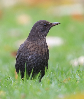 <i class='fa fa-user'></i>&nbsp;Eug�ne van de Leur&nbsp;|   Merel&nbsp; <i class='fa fa-eye'>&nbsp;272</i> &nbsp; <i class='fa fa-comment-o'>&nbsp;4</i>