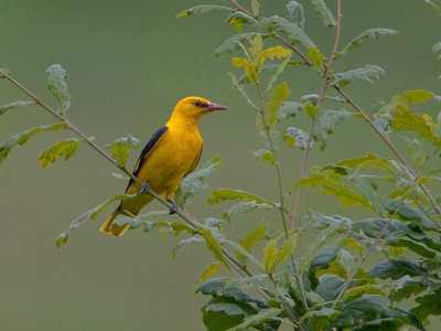 Tussen al het gebladerte toch even vrij. Ik ga ze steeds beter leren kennen en spotten is geen probleem meer. Foto's maken wel! Samen met twee jongen kwam deze vogel langs in de tuin. De communicatie tussen de vogels is geweldig en goed hoorbaar.