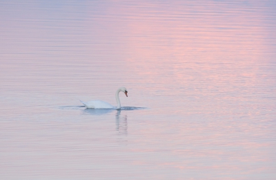 <i class='fa fa-user'></i>&nbsp;Monika&nbsp;|   Knobbelzwaan&nbsp; <i class='fa fa-eye'>&nbsp;461</i> &nbsp;<i class='fa fa-thumbs-up'>&nbsp;5</i> &nbsp; <i class='fa fa-comment-o'>&nbsp;13</i>