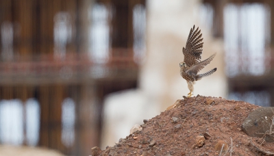 <i class='fa fa-user'></i>&nbsp;Bouke Atema&nbsp;|   Alexanders Torenvalk&nbsp; <i class='fa fa-eye'>&nbsp;376</i> &nbsp; <i class='fa fa-comment-o'>&nbsp;4</i>