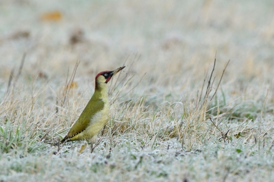 <i class='fa fa-user'></i>&nbsp;Mies&nbsp;|   Groene Specht&nbsp; <i class='fa fa-eye'>&nbsp;501</i> &nbsp;<i class='fa fa-thumbs-up'>&nbsp;3</i> &nbsp; <i class='fa fa-comment-o'>&nbsp;13</i>