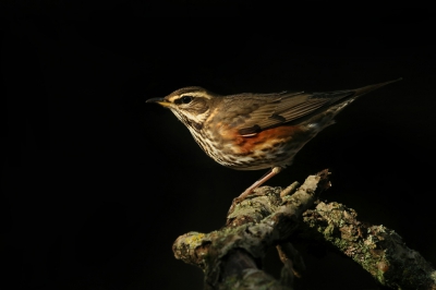 <i class='fa fa-user'></i>&nbsp;Frank Kremer&nbsp;|   Koperwiek&nbsp; <i class='fa fa-eye'>&nbsp;652</i> &nbsp;<i class='fa fa-thumbs-up'>&nbsp;14</i> &nbsp; <i class='fa fa-comment-o'>&nbsp;14</i>