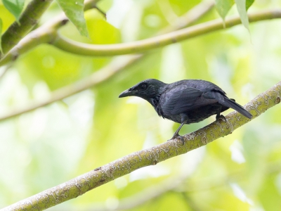 <i class='fa fa-user'></i>&nbsp;Paul van Giersbergen&nbsp;|   Molukse Purperspreeuw&nbsp; <i class='fa fa-eye'>&nbsp;204</i> &nbsp; <i class='fa fa-comment-o'>&nbsp;0</i>