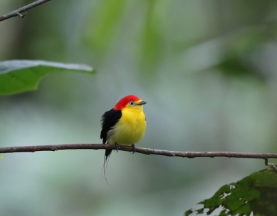 <i class='fa fa-user'></i>&nbsp;Theo Hendriks&nbsp;|   Draadmanakin&nbsp; <i class='fa fa-eye'>&nbsp;459</i> &nbsp;<i class='fa fa-thumbs-up'>&nbsp;6</i> &nbsp; <i class='fa fa-comment-o'>&nbsp;12</i>