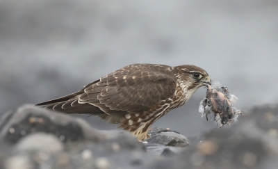 <i class='fa fa-user'></i>&nbsp;loek van de Leur&nbsp;|   Smelleken&nbsp; <i class='fa fa-eye'>&nbsp;811</i> &nbsp;<i class='fa fa-thumbs-up'>&nbsp;12</i> &nbsp; <i class='fa fa-comment-o'>&nbsp;18</i>