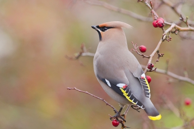 <i class='fa fa-user'></i>&nbsp;Arne Roest&nbsp;|   Pestvogel&nbsp; <i class='fa fa-eye'>&nbsp;604</i> &nbsp;<i class='fa fa-thumbs-up'>&nbsp;4</i> &nbsp; <i class='fa fa-comment-o'>&nbsp;8</i>
