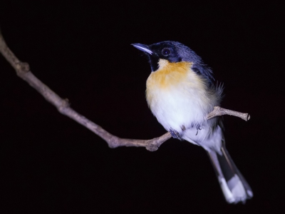 <i class='fa fa-user'></i>&nbsp;Paul van Giersbergen&nbsp;|   Molukkenmonarch&nbsp; <i class='fa fa-eye'>&nbsp;195</i> &nbsp; <i class='fa fa-comment-o'>&nbsp;2</i>