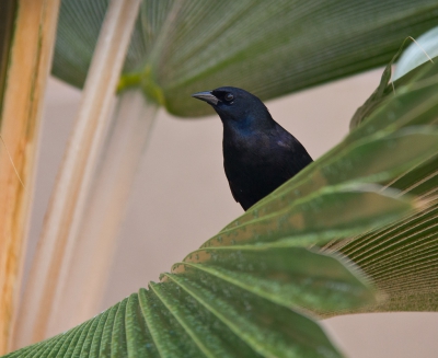 <i class='fa fa-user'></i>&nbsp;gras4711&nbsp;|   Cubatroepiaal&nbsp; <i class='fa fa-eye'>&nbsp;352</i> &nbsp;<i class='fa fa-thumbs-up'>&nbsp;1</i> &nbsp; <i class='fa fa-comment-o'>&nbsp;7</i>