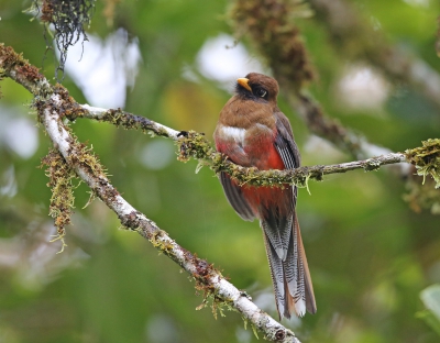 <i class='fa fa-user'></i>&nbsp;Theo Hendriks&nbsp;|   Maskertrogon&nbsp; <i class='fa fa-eye'>&nbsp;237</i> &nbsp; <i class='fa fa-comment-o'>&nbsp;1</i>