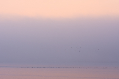 Een mistige ochtend in oktober, de groepen tafel-, kuif- en andere eenden en meerkoeten zijn verspreid over de hele gouwzee. De mist verdwijnt langzaam en laat steeds meer eenden tevoorschijn komen.
En als jullie dit te 'minimal' vinden, snap ik het, maar ik vind hem te mooi om niet te delen.