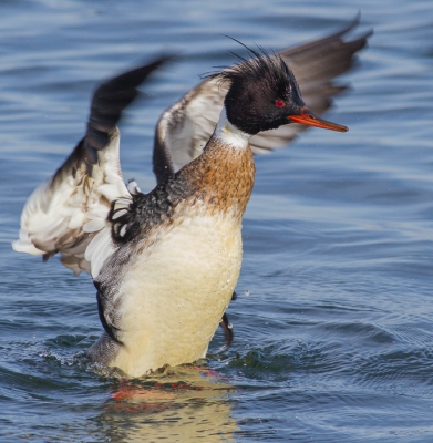 <i class='fa fa-user'></i>&nbsp;natura-pulchra&nbsp;|   Middelste Zaagbek&nbsp; <i class='fa fa-eye'>&nbsp;367</i> &nbsp; <i class='fa fa-comment-o'>&nbsp;0</i>