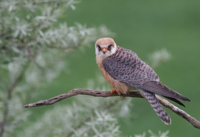 <i class='fa fa-user'></i>&nbsp;charlysax&nbsp;|   Roodpootvalk&nbsp; <i class='fa fa-eye'>&nbsp;613</i> &nbsp;<i class='fa fa-thumbs-up'>&nbsp;9</i> &nbsp; <i class='fa fa-comment-o'>&nbsp;14</i>