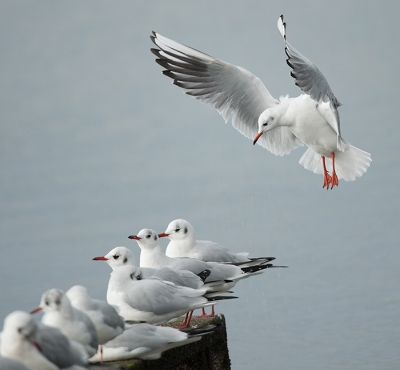 <i class='fa fa-user'></i>&nbsp;Wilfried Solarz&nbsp;|   Kokmeeuw&nbsp; <i class='fa fa-eye'>&nbsp;467</i> &nbsp;<i class='fa fa-thumbs-up'>&nbsp;3</i> &nbsp; <i class='fa fa-comment-o'>&nbsp;16</i>