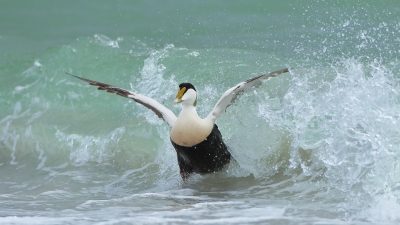 <i class='fa fa-user'></i>&nbsp;sam&nbsp;|   Eider&nbsp; <i class='fa fa-eye'>&nbsp;446</i> &nbsp;<i class='fa fa-thumbs-up'>&nbsp;6</i> &nbsp; <i class='fa fa-comment-o'>&nbsp;6</i>