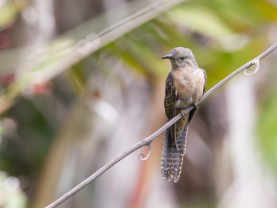 <i class='fa fa-user'></i>&nbsp;Paul van Giersbergen&nbsp;|   Molukkenkoekoek&nbsp; <i class='fa fa-eye'>&nbsp;216</i> &nbsp;<i class='fa fa-thumbs-up'>&nbsp;1</i> &nbsp; <i class='fa fa-comment-o'>&nbsp;2</i>