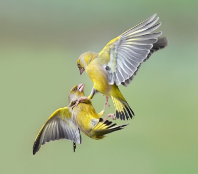 <i class='fa fa-user'></i>&nbsp;Johan Scholtens&nbsp;|   Groenling&nbsp; <i class='fa fa-eye'>&nbsp;724</i> &nbsp;<i class='fa fa-thumbs-up'>&nbsp;10</i> &nbsp; <i class='fa fa-comment-o'>&nbsp;18</i>