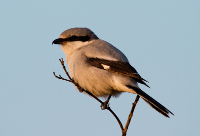 Beste,
Dit is mijn eerste foto op Birdpix. Het is geen foto die een verhaal vertelt maar het was wel een prachtige ontmoeting.
Ik had samen met Thijs Glastra afgesproken om deze soort te gaan zoeken op Planken Wambuis.
Voor die plek bereikt was kwamen we hem al snel tegen en hebben we enkele foto's gemaakt van een afstand. Echter konden we steeds dichterbij geraken en hij/zij stoorde zich helemaal niet aan ons. We wisten na een tijdje welke boompjes hij graag gebruikte en zijn dan eens blijven staan bij zo eentje. Een blauwe kiek zorgde even voor verwarring waardoor we hem/haar even kwijt waren. Op een bepaald moment komt hij/zij terug aangevlogen en gaat zitten in het boompje. De afstand was ongeveer 5 meter. Mijn autofocus wilde even niet meewerken wat voor wat extra stress zorgde maar hij ging spoedig terug vlot. Na enkele dwarse foto's keek hij me ook even recht in de ogen en dit was een prachtige ervaring. De eerste keer dat ik een klapekster zag en ook nog eens zo dichtbij!
Groeten,
Gert-Jan