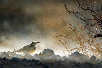 <i class='fa fa-user'></i>&nbsp;Marcel van Kammen&nbsp;|   Geelkaakweidespreeuw&nbsp; <i class='fa fa-eye'>&nbsp;1192</i> &nbsp;<i class='fa fa-thumbs-up'>&nbsp;43</i> &nbsp; <i class='fa fa-comment-o'>&nbsp;27</i>