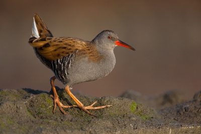 <i class='fa fa-user'></i>&nbsp;Luc Meert&nbsp;|   Waterral&nbsp; <i class='fa fa-eye'>&nbsp;751</i> &nbsp;<i class='fa fa-thumbs-up'>&nbsp;18</i> &nbsp; <i class='fa fa-comment-o'>&nbsp;20</i>