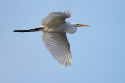 Deze grote zilverreiger is al lang aanwezig op Loofles. Soms vliegt deze op door honden of wandelaars.