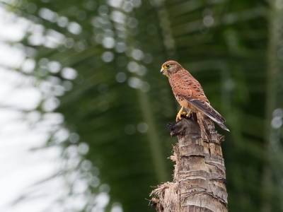 <i class='fa fa-user'></i>&nbsp;Paul van Giersbergen&nbsp;|   Molukkentorenvalk&nbsp; <i class='fa fa-eye'>&nbsp;427</i> &nbsp; <i class='fa fa-comment-o'>&nbsp;4</i>