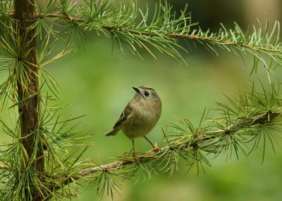 <i class='fa fa-user'></i>&nbsp;Boudewijn Schreiner&nbsp;|   Goudhaan&nbsp; <i class='fa fa-eye'>&nbsp;571</i> &nbsp;<i class='fa fa-thumbs-up'>&nbsp;9</i> &nbsp; <i class='fa fa-comment-o'>&nbsp;11</i>