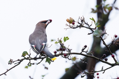 Gelukkig kon ik net even tijd vrij maken om naar IJmuiden te rijden om deze prachtige vogels vast te leggen. Het weer was beroerd, maar dat had ik er graag voor over. Dat tongetje vind ik zelf een prachtig extraatje aan deze foto.