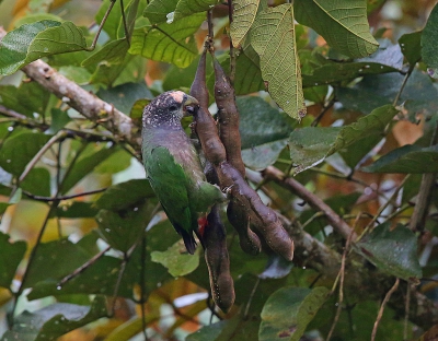 <i class='fa fa-user'></i>&nbsp;Theo Hendriks&nbsp;|   Grijskopmargrietje&nbsp; <i class='fa fa-eye'>&nbsp;279</i> &nbsp; <i class='fa fa-comment-o'>&nbsp;1</i>