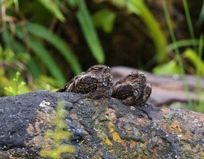 <i class='fa fa-user'></i>&nbsp;Theo Hendriks&nbsp;|   Roetnachtzwaluw&nbsp; <i class='fa fa-eye'>&nbsp;403</i> &nbsp;<i class='fa fa-thumbs-up'>&nbsp;1</i> &nbsp; <i class='fa fa-comment-o'>&nbsp;3</i>