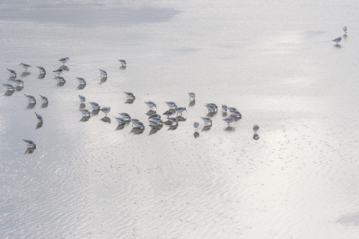 <i class='fa fa-user'></i>&nbsp;Wil Doorn-Meijne&nbsp;|   Drieteenstrandloper&nbsp; <i class='fa fa-eye'>&nbsp;379</i> &nbsp; <i class='fa fa-comment-o'>&nbsp;8</i>