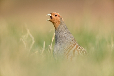 <i class='fa fa-user'></i>&nbsp;Mies&nbsp;|   Patrijs&nbsp; <i class='fa fa-eye'>&nbsp;514</i> &nbsp;<i class='fa fa-thumbs-up'>&nbsp;10</i> &nbsp; <i class='fa fa-comment-o'>&nbsp;13</i>