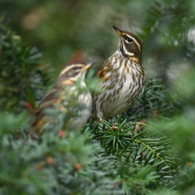 <i class='fa fa-user'></i>&nbsp;henkdikkers&nbsp;|   Koperwiek&nbsp; <i class='fa fa-eye'>&nbsp;382</i> &nbsp;<i class='fa fa-thumbs-up'>&nbsp;3</i> &nbsp; <i class='fa fa-comment-o'>&nbsp;4</i>