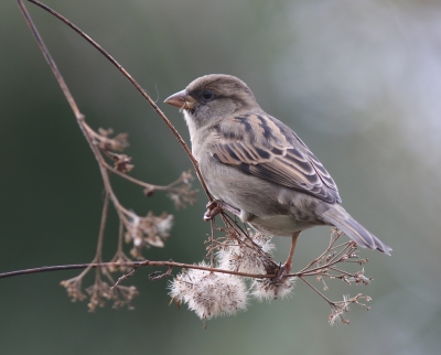 <i class='fa fa-user'></i>&nbsp;rietgors&nbsp;|   Huismus&nbsp; <i class='fa fa-eye'>&nbsp;250</i> &nbsp; <i class='fa fa-comment-o'>&nbsp;4</i>