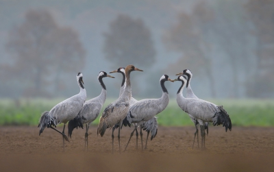 <i class='fa fa-user'></i>&nbsp;thijsglastra&nbsp;|   Kraanvogel&nbsp; <i class='fa fa-eye'>&nbsp;551</i> &nbsp;<i class='fa fa-thumbs-up'>&nbsp;2</i> &nbsp; <i class='fa fa-comment-o'>&nbsp;19</i>