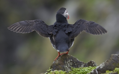 <i class='fa fa-user'></i>&nbsp;peter wijn&nbsp;|   Papegaaiduiker&nbsp; <i class='fa fa-eye'>&nbsp;314</i> &nbsp;<i class='fa fa-thumbs-up'>&nbsp;1</i> &nbsp; <i class='fa fa-comment-o'>&nbsp;9</i>