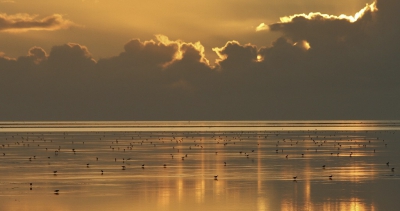 <i class='fa fa-user'></i>&nbsp;Fons Hoiting&nbsp;|   Wulp&nbsp; <i class='fa fa-eye'>&nbsp;451</i> &nbsp;<i class='fa fa-thumbs-up'>&nbsp;11</i> &nbsp; <i class='fa fa-comment-o'>&nbsp;11</i>